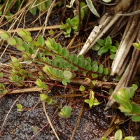 Phyllanthus gardnerianus (Wight) Baill.